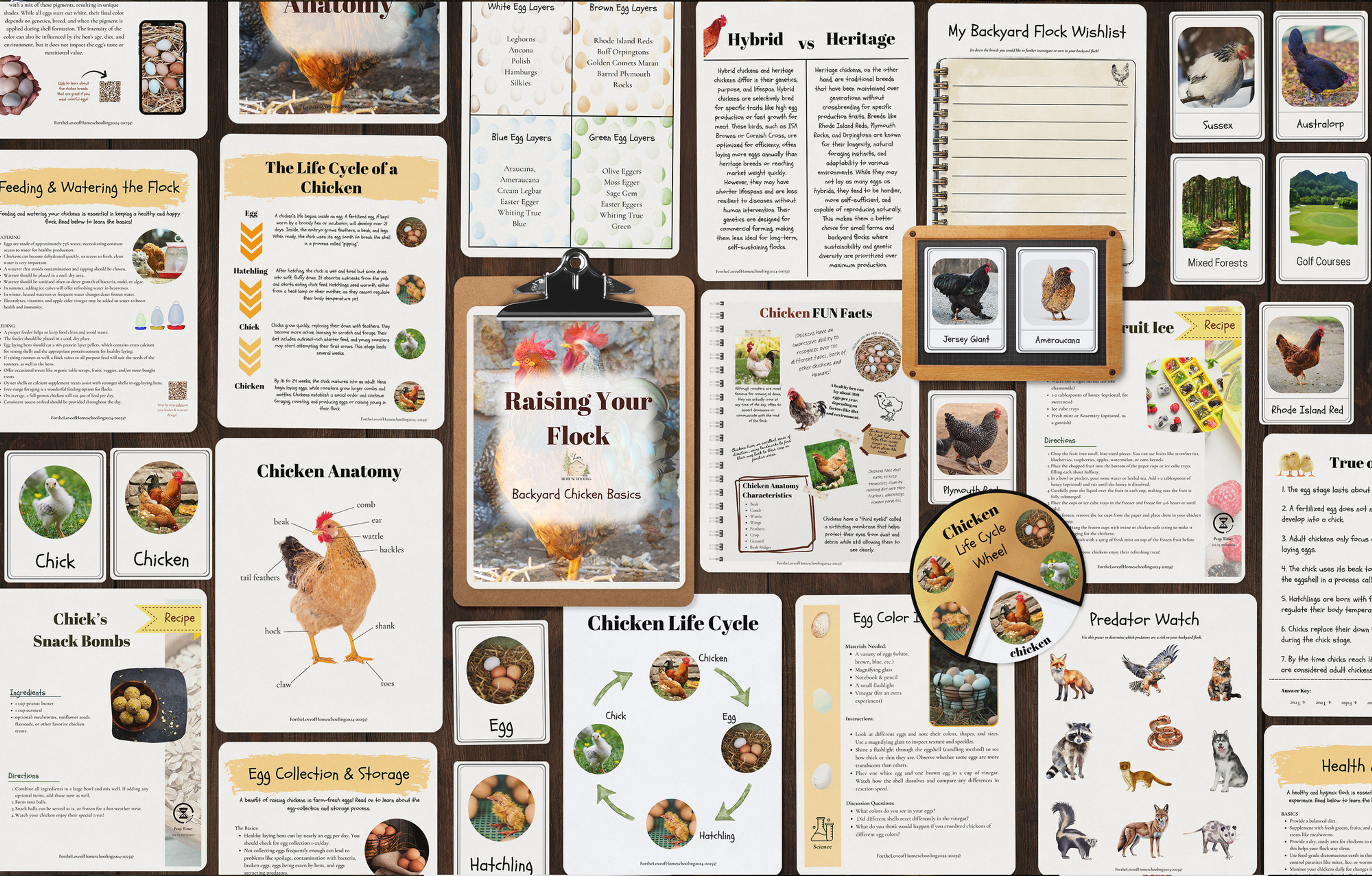 Raising our Flock: Backyard Chicken Guide