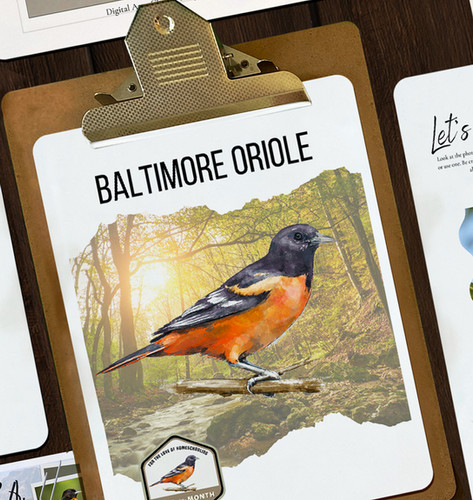 Baltimore Oriole Nature Study | FTL of Homeschooling