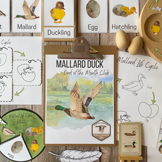 Mallard Unit Study