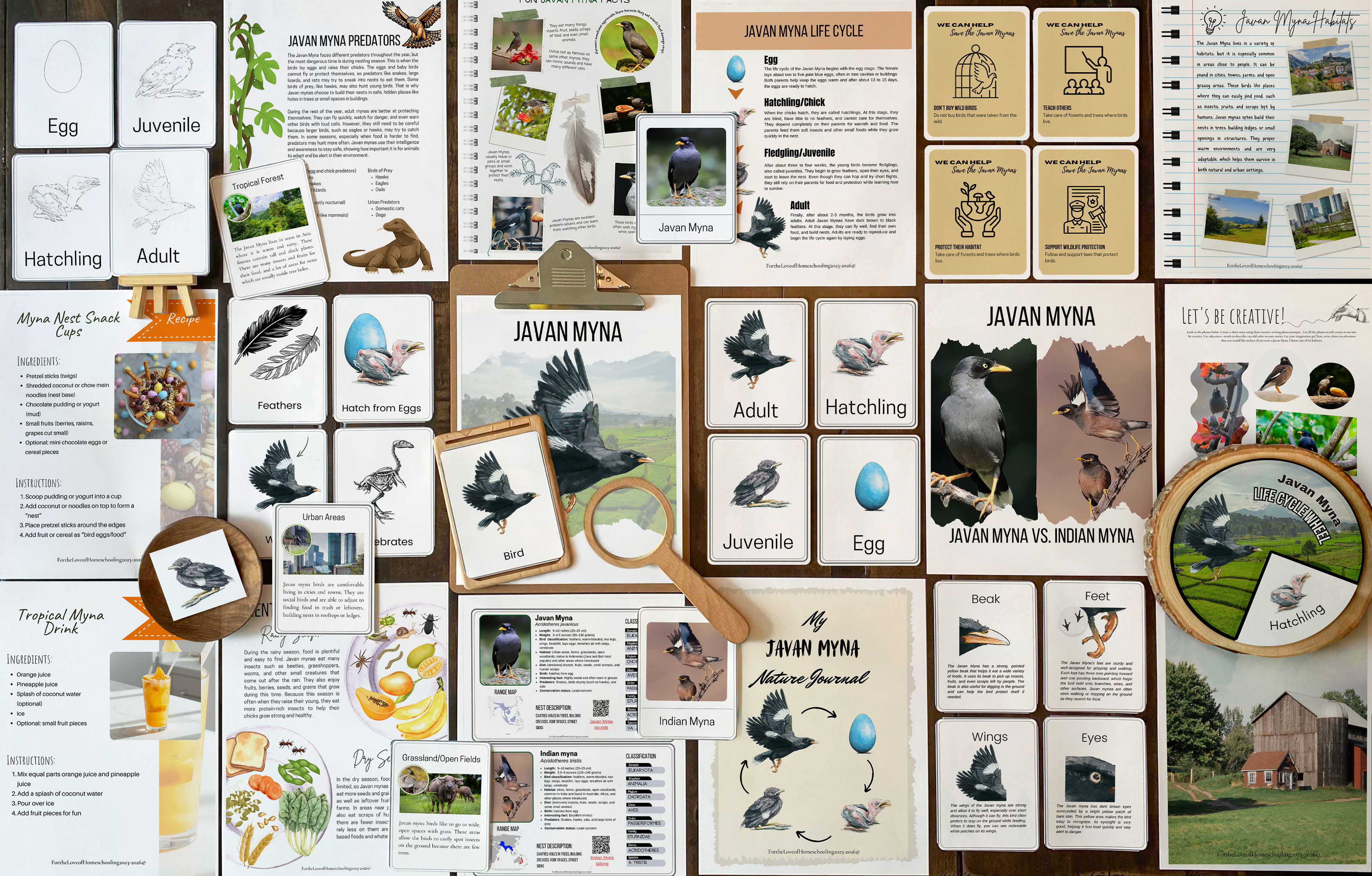 Javan Myna Nature Study