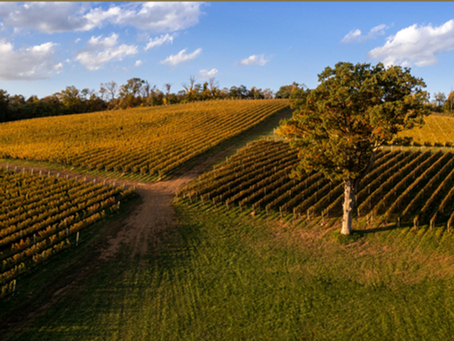 Guide to Virginia Wine Country