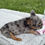 Thumbnail: Fluffy lilac & tan merle male - Sandro