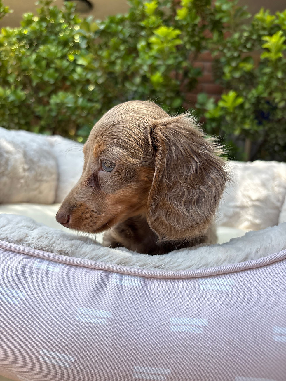 Thumbnail: Long haired Mini Dachshund isabella tan male - Bruno