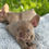 Thumbnail: Isabella female - Harper