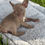 Thumbnail: Isabella female - Harper