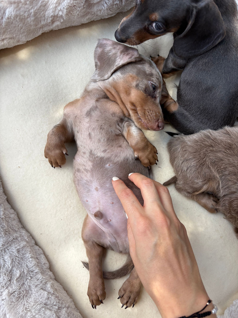 Thumbnail: Mini Dachshund isabella tan dapple - junior
