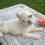 Thumbnail: Fluffy pied pink male - Silas