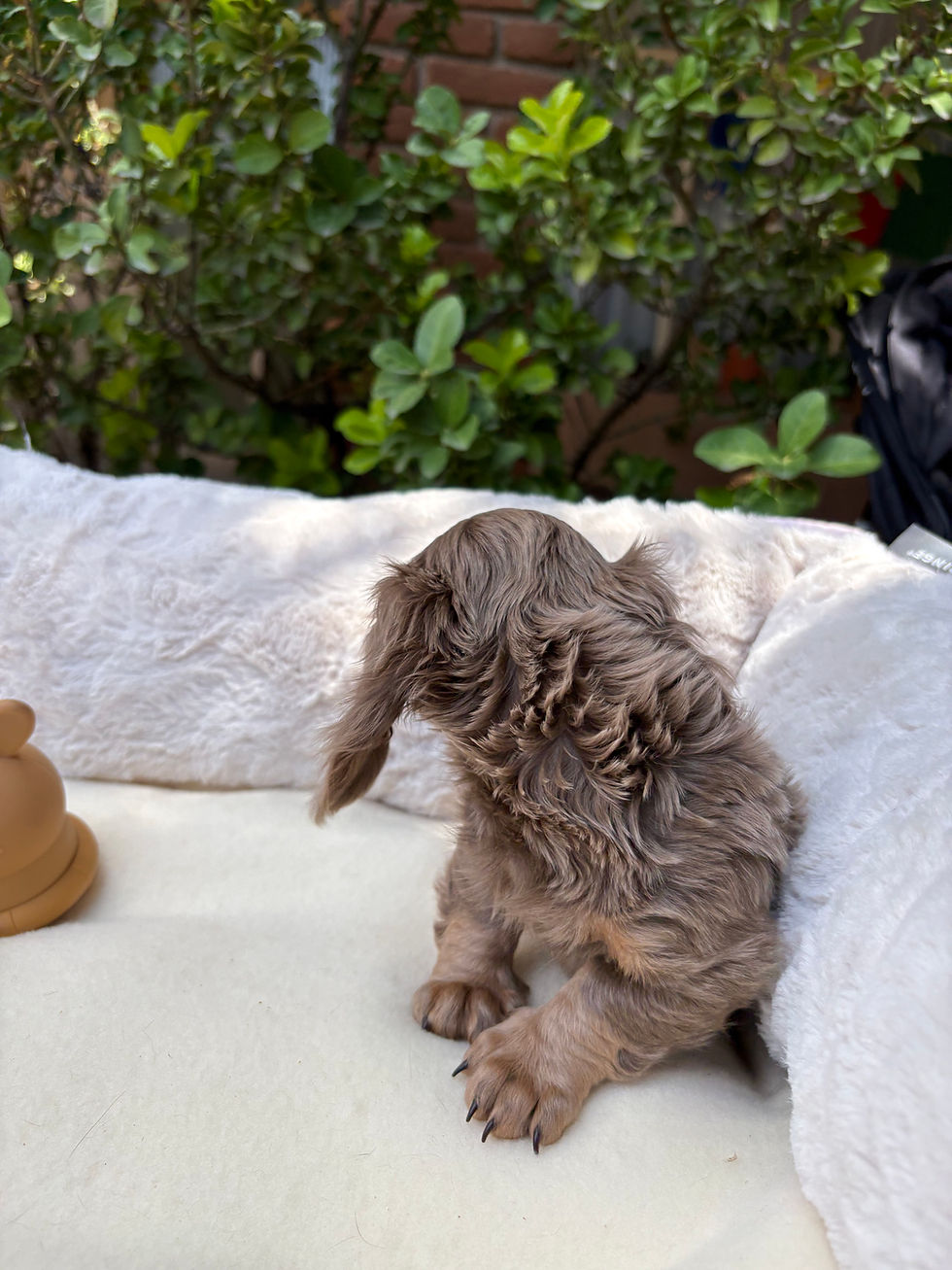 Thumbnail: Long haired Mini Dachshund isabella tan male - Bruno