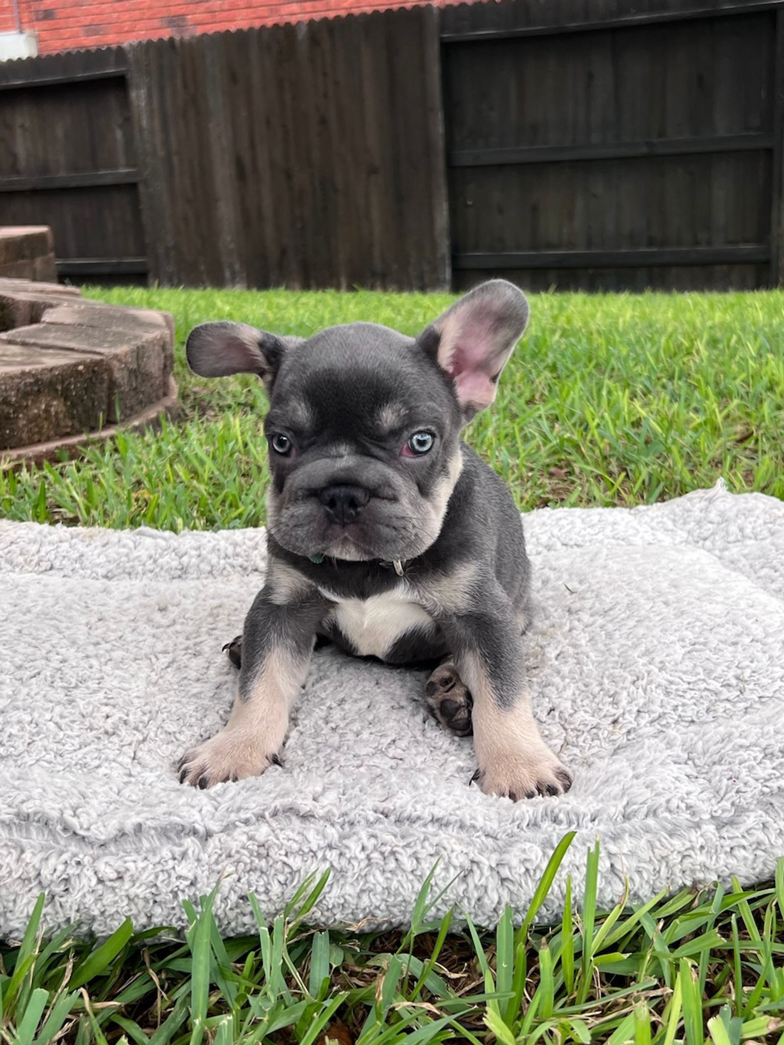 Lilac & tan Big Rope male - Pedri