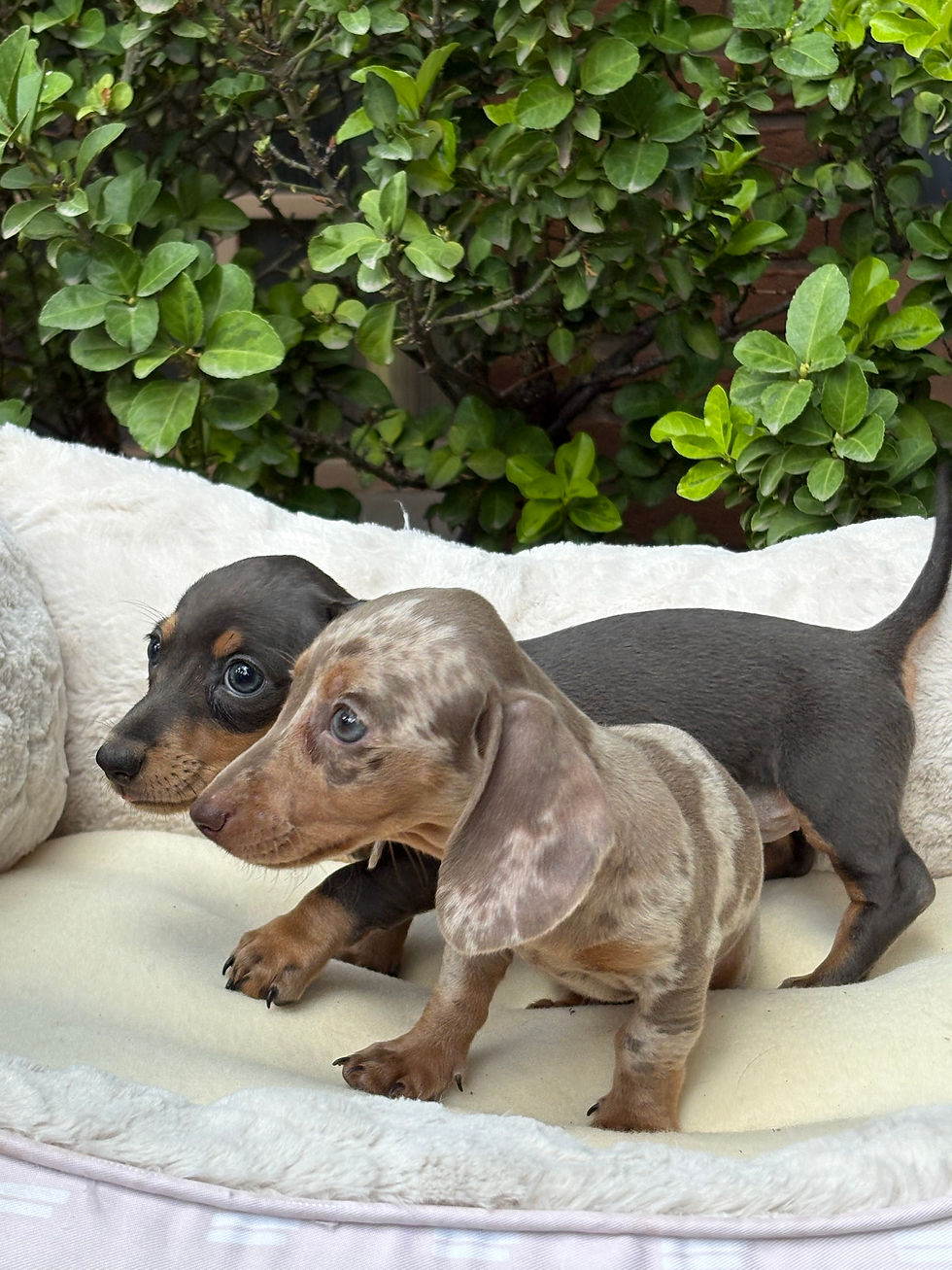 Thumbnail: Mini Dachshund isabella tan dapple female - Isa