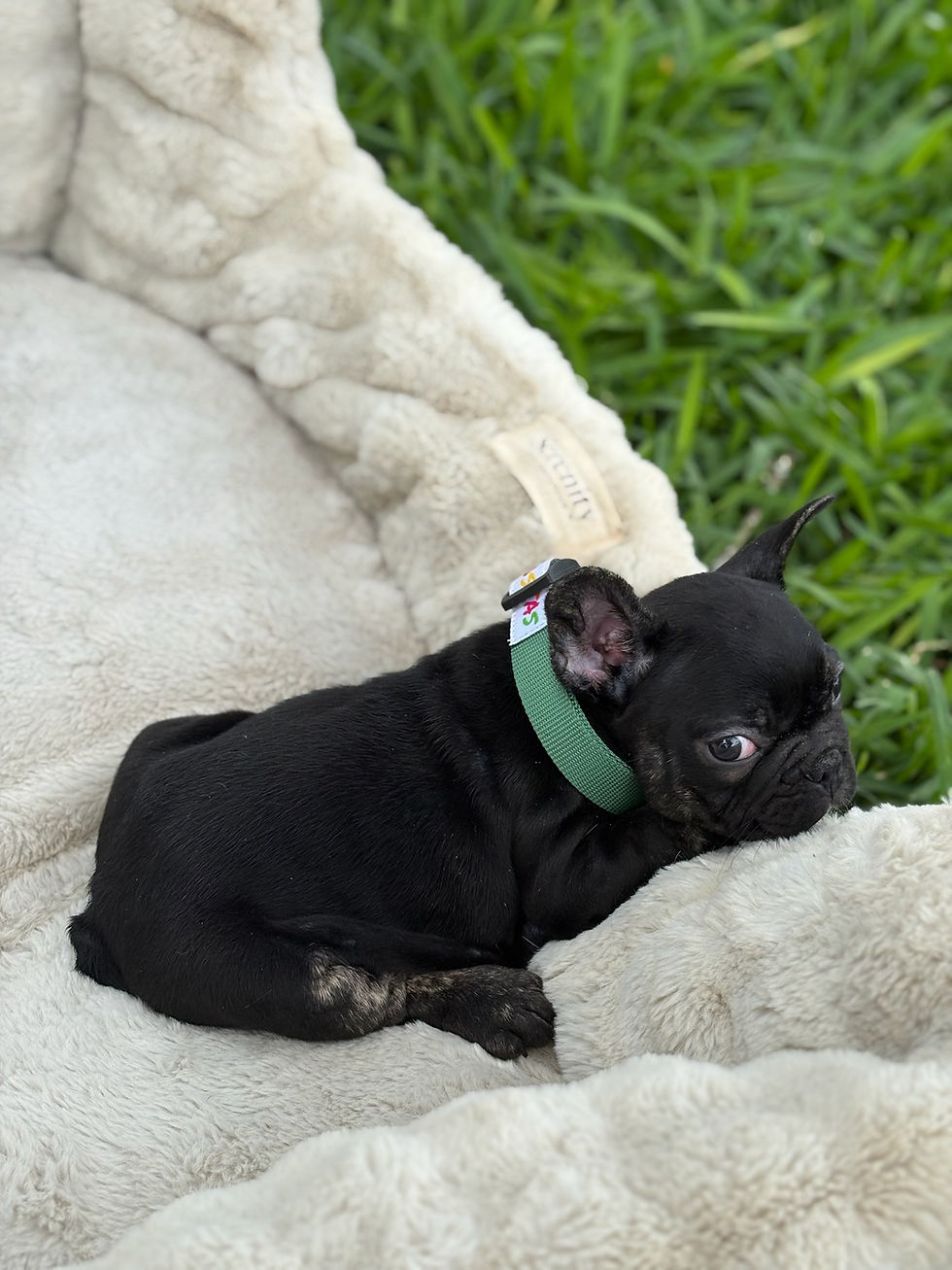 Thumbnail: Black brindle male - Shorty