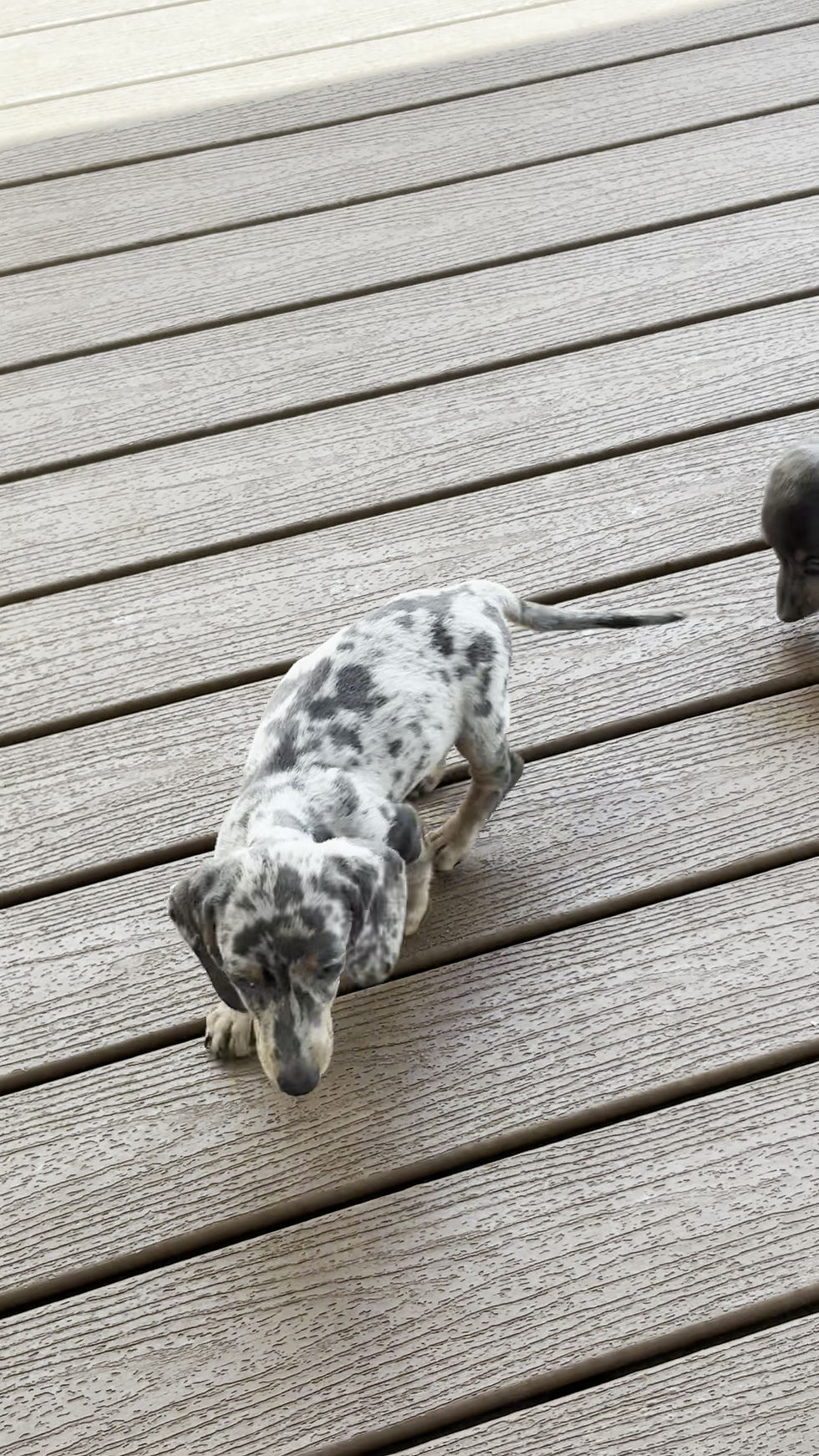 Thumbnail: Mini dachshund dapple male - Mino