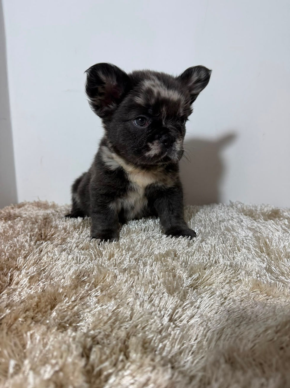 Thumbnail: Fluffy blue merle male - Kane