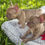 Thumbnail: Isabella female - Harper