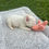 Thumbnail: Fluffy pied pink male - Silas