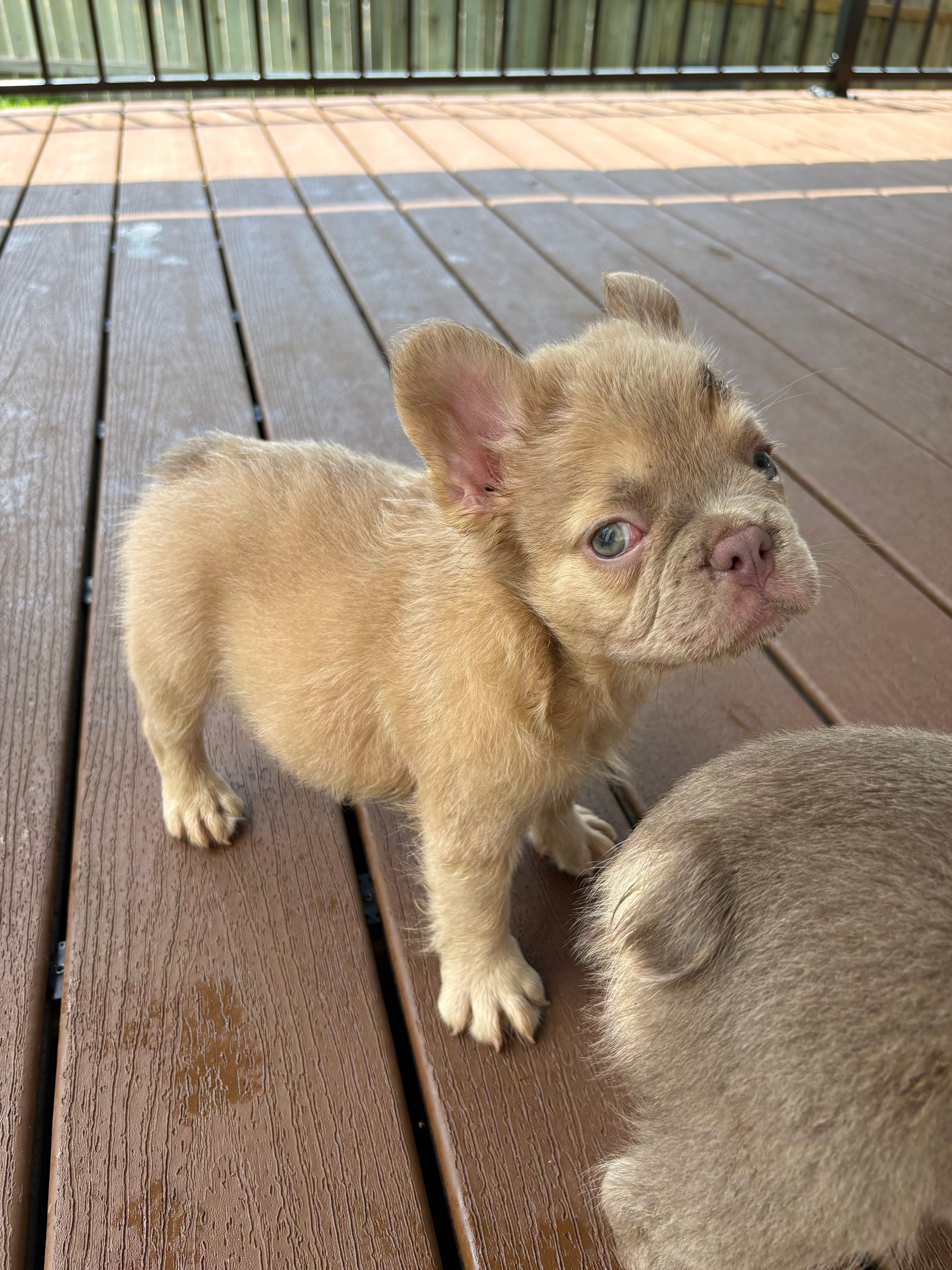Fluffy Lilac sable male - Mango