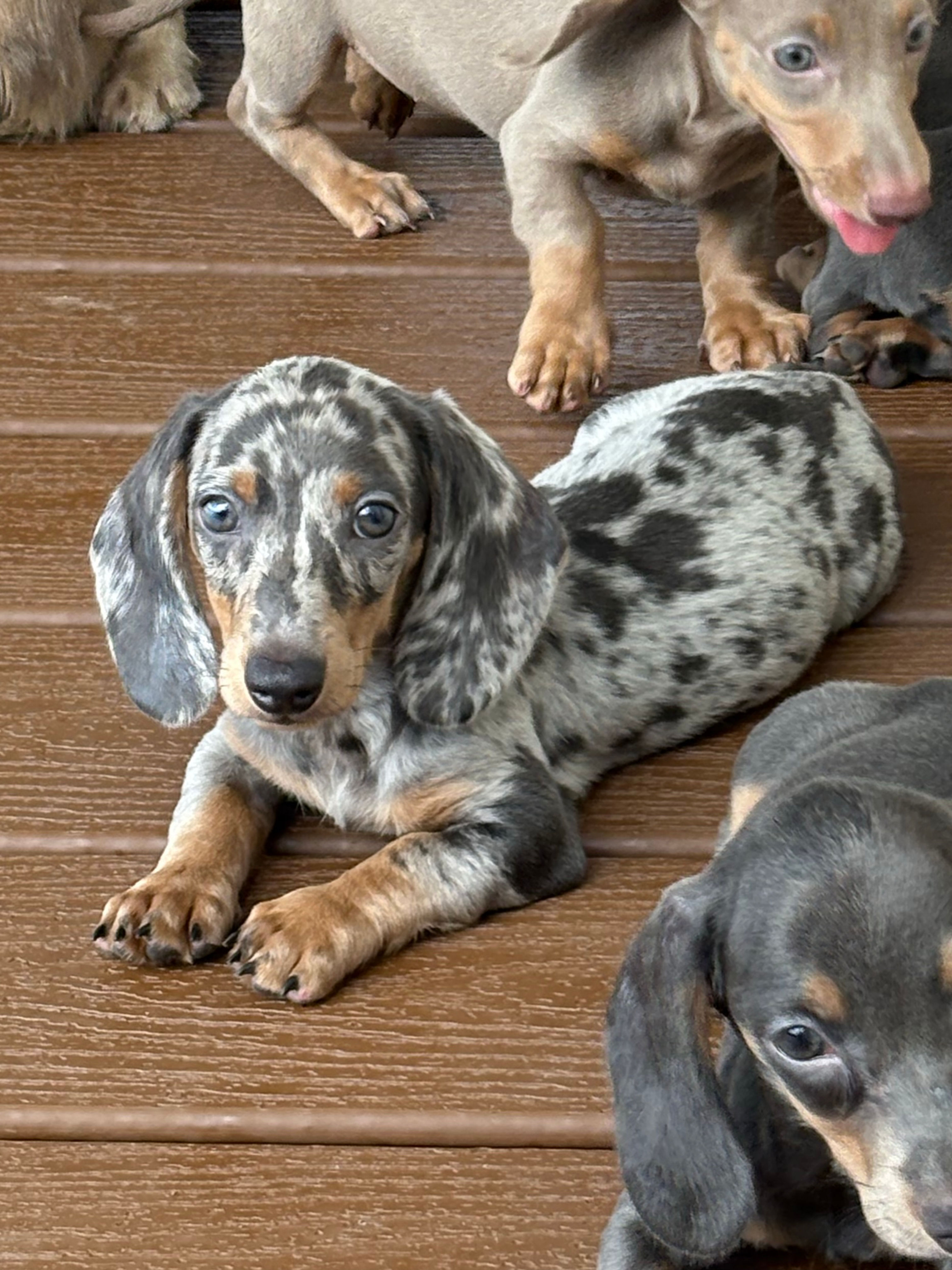 Mini dachshund dapple male - Mino