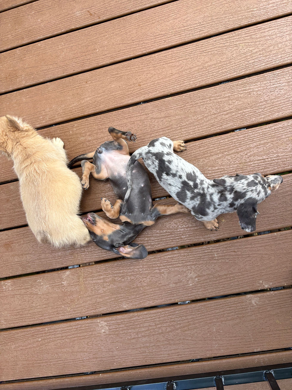 Thumbnail: Mini Dachshund blue tan female - Layla