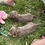 Thumbnail: Mini Dachshund male long haired Isabella & Tan- Taz