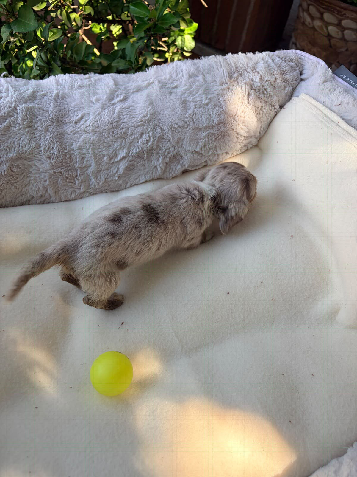 Mini dachshund long haired dapple female - Kia