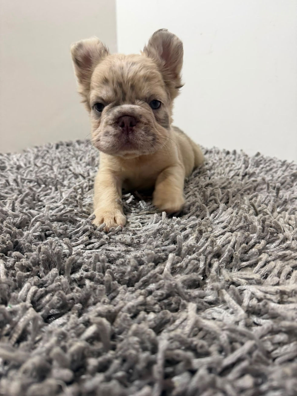 Thumbnail: Fluffy fawn Merle big rope male - Enzo