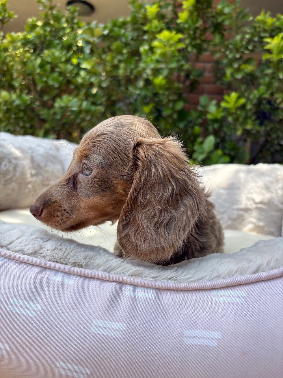 Thumbnail: Long haired Mini Dachshund isabella tan male - Bruno