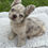 Thumbnail: Fluffy lilac merle male - Valentino