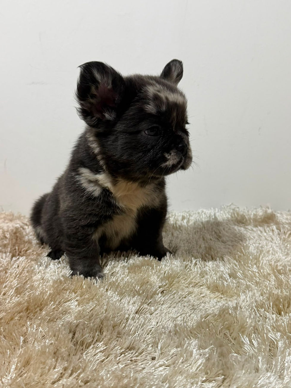 Thumbnail: Fluffy blue merle male - Kane