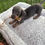 Thumbnail: Mini Dachshund male blue and tan - Tito