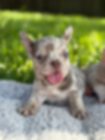 Chocolate merle female - Hershey