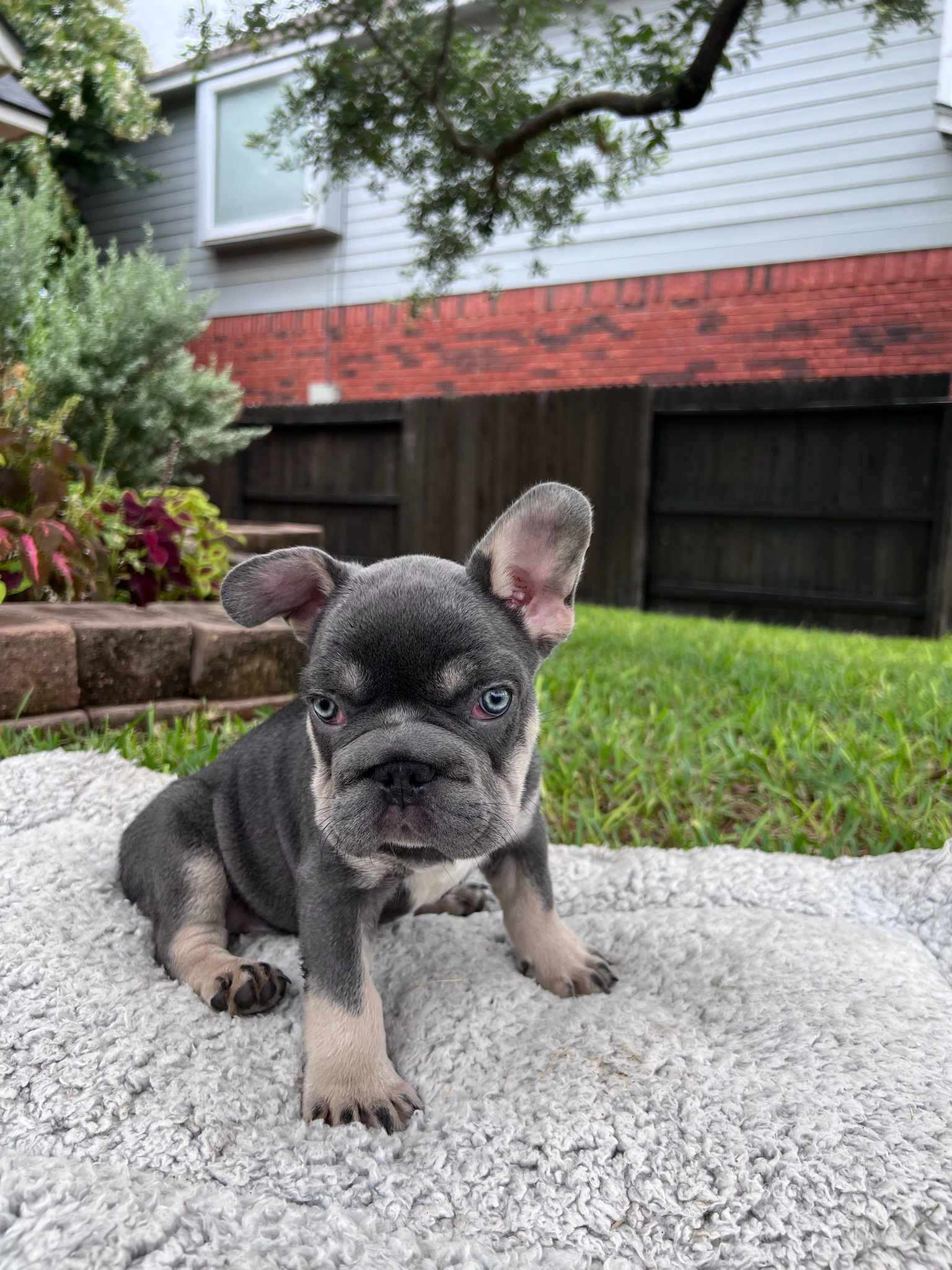 Lilac & tan Big Rope male - Pedri