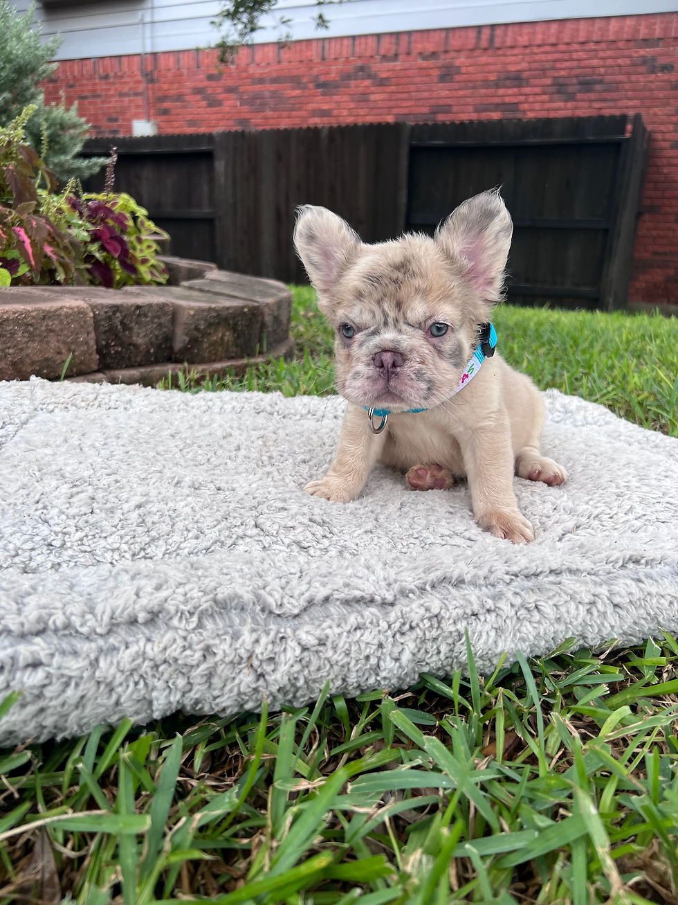 Thumbnail: Lilac fawn merle Big Rope male - Enzo