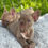 Thumbnail: Isabella female - Harper