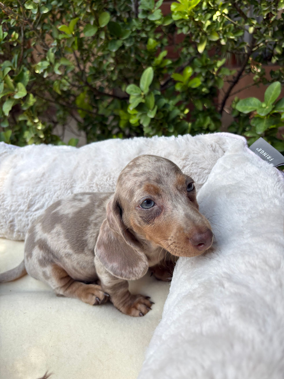Thumbnail: Mini Dachshund isabella tan dapple - junior