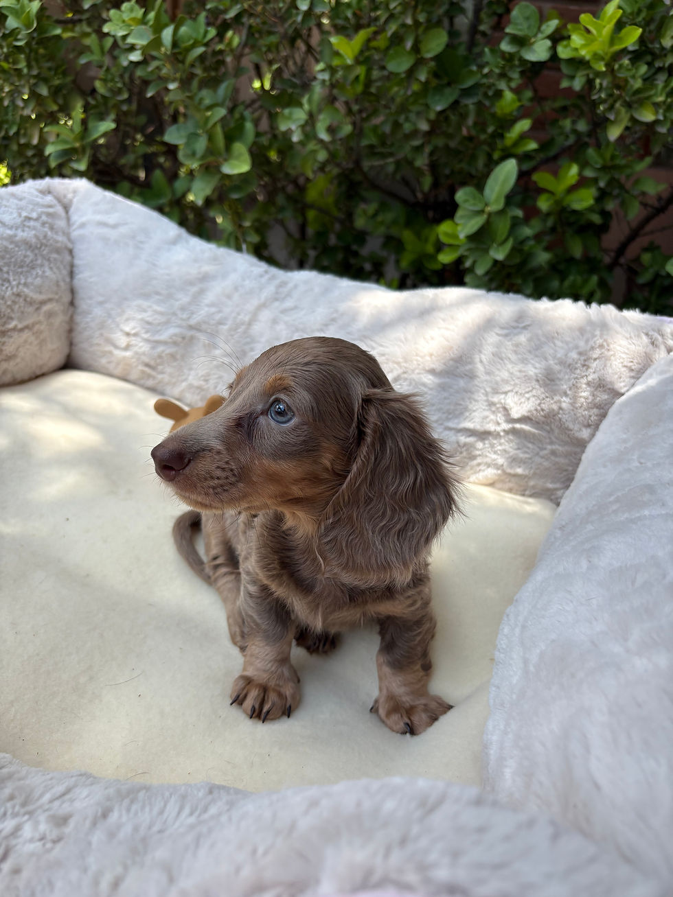 Thumbnail: Long haired Mini Dachshund isabella tan male - Bruno