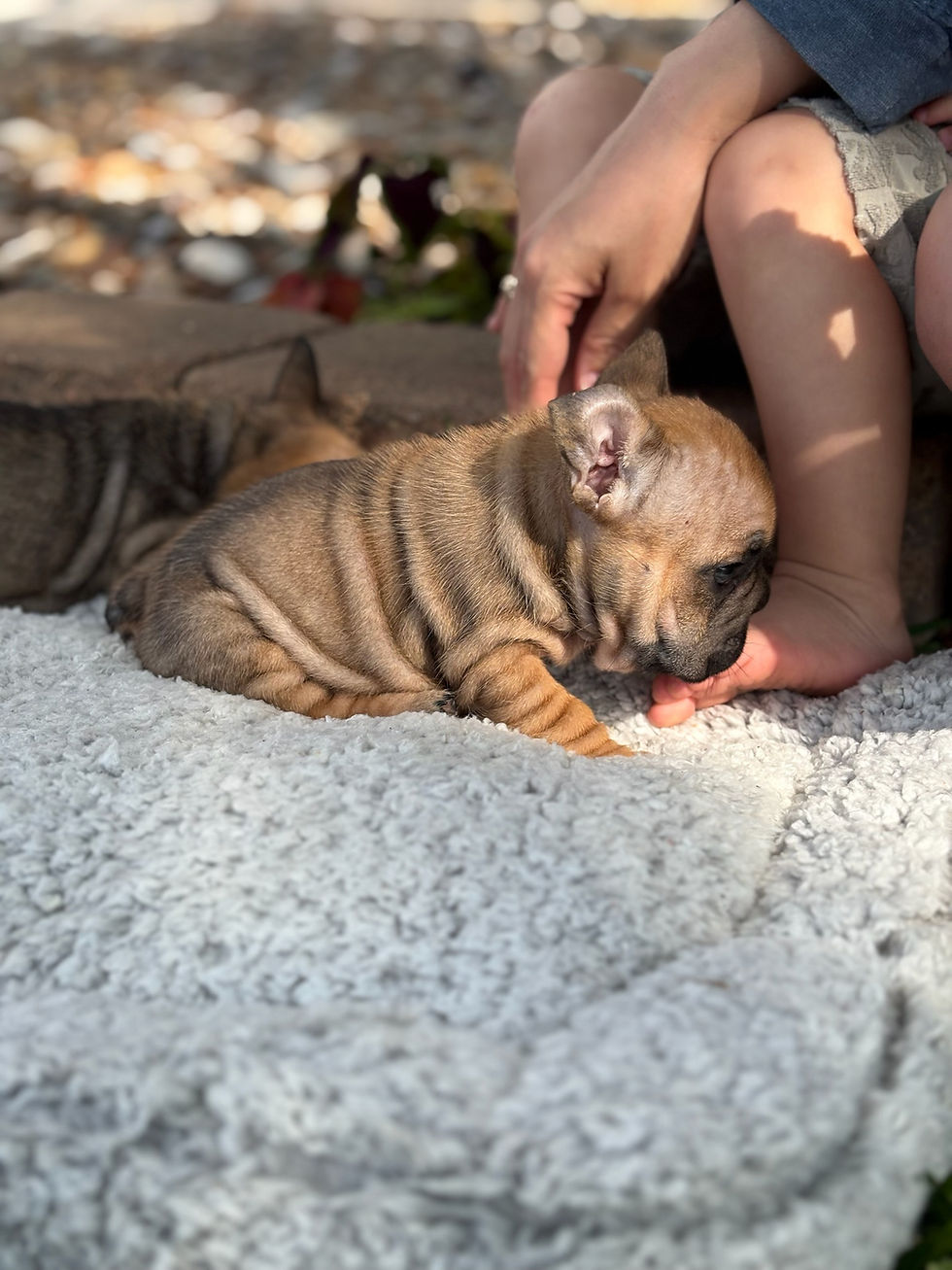 Thumbnail: Fawn Female - Dolly