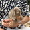 Thumbnail: Mini Dachshund Isabella & tan male - Pascual