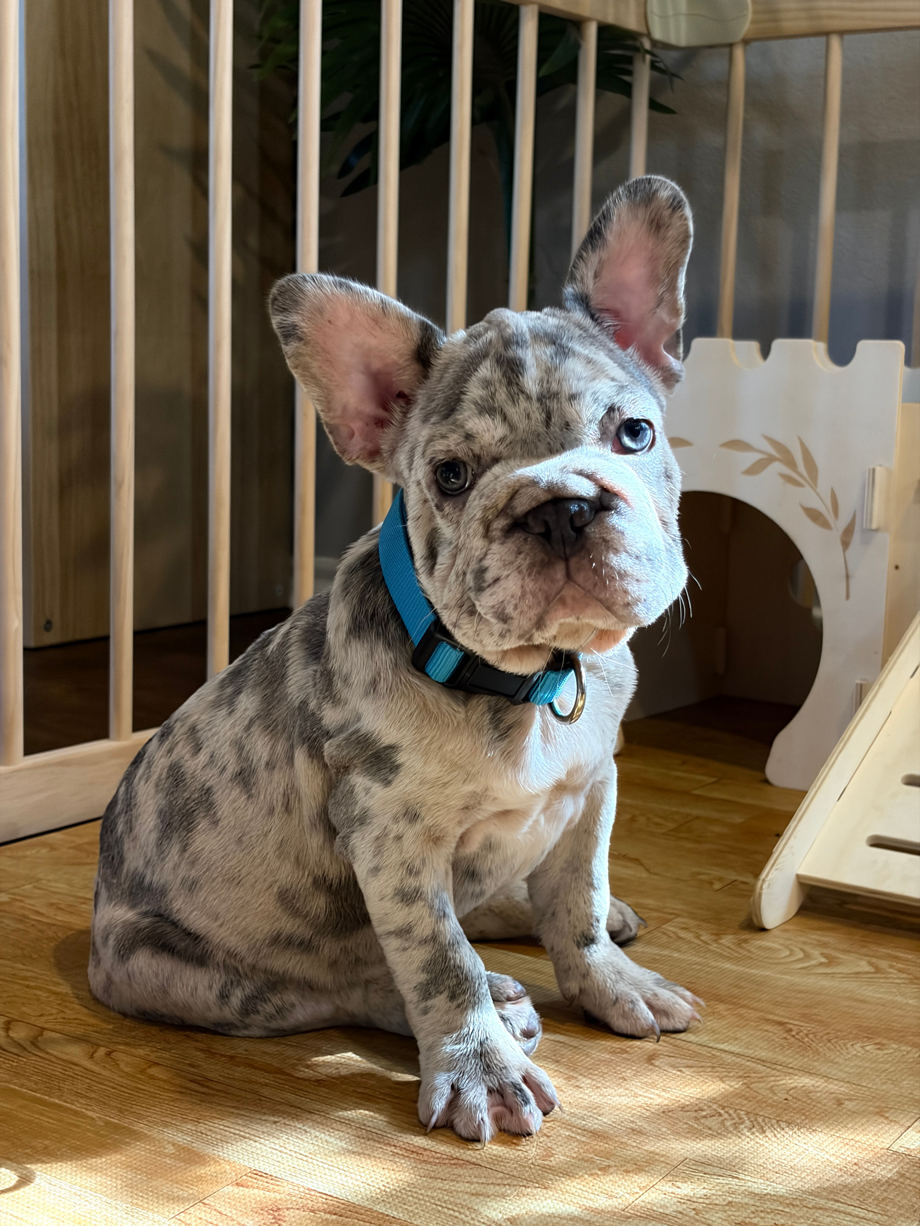 Lilac Merle Big Rope male - Messi