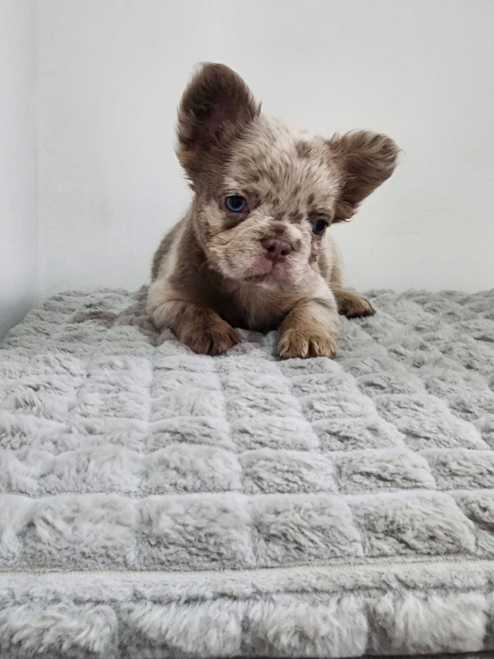 Thumbnail: Choco and tan Fluffy merle Female- Gabbana