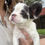 Thumbnail: Fluffy blue pied female - Gaia