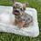 Thumbnail: Fluffy lilac & tan merle male - Sandro