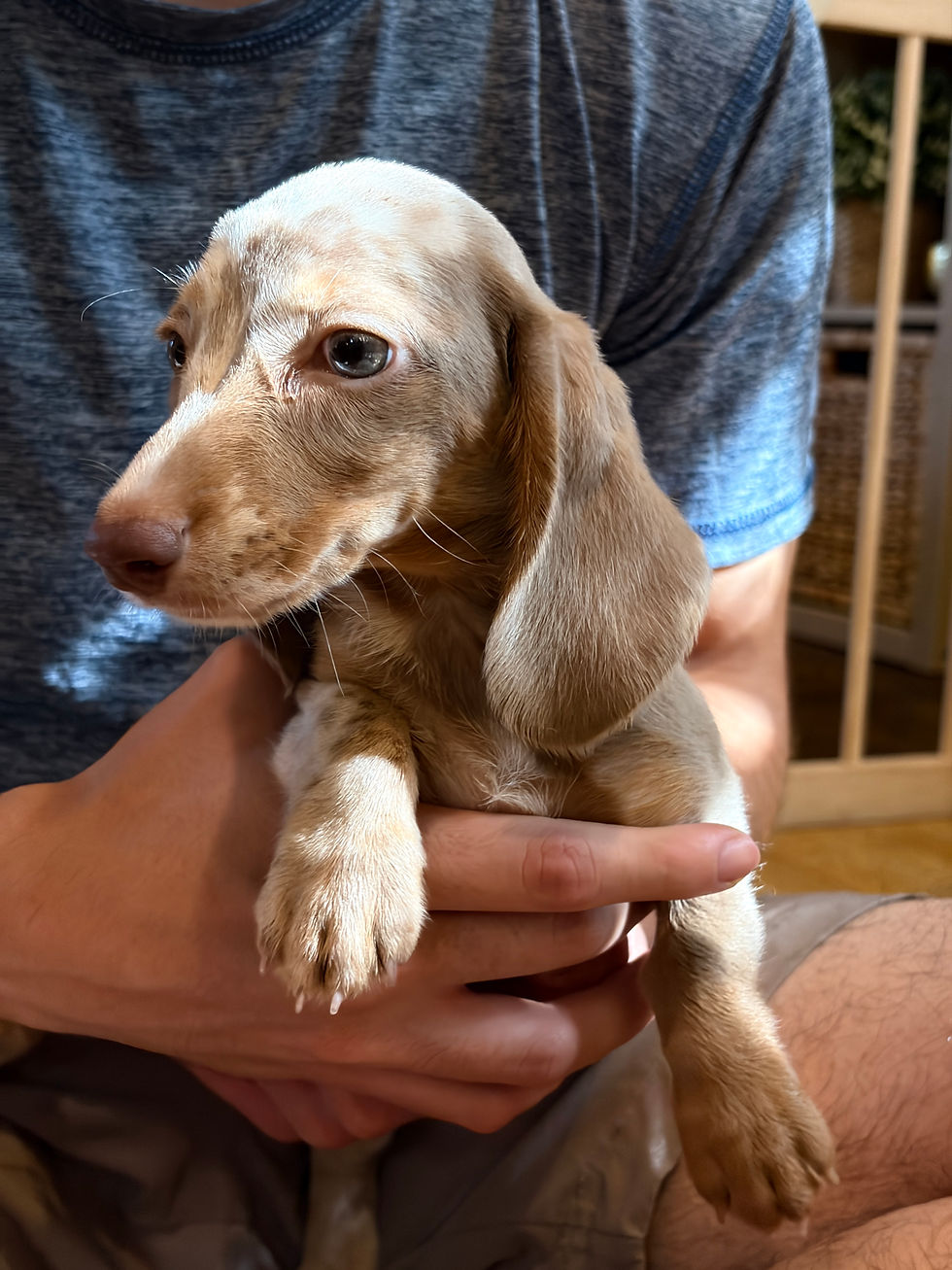 Thumbnail: Mini Dachshund isabella tan dapple female - Ivy