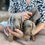 Thumbnail: Mini Dachshund isabella & tan FEMALES