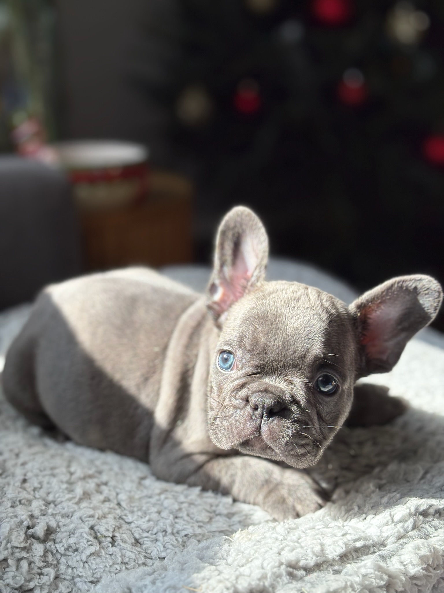 His new name is frosty!