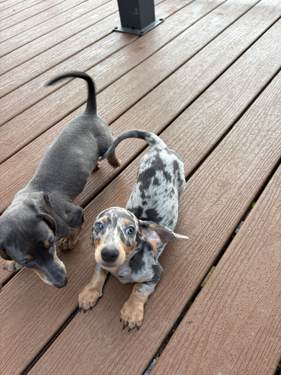 Thumbnail: Mini Dachshund blue tan female - Layla
