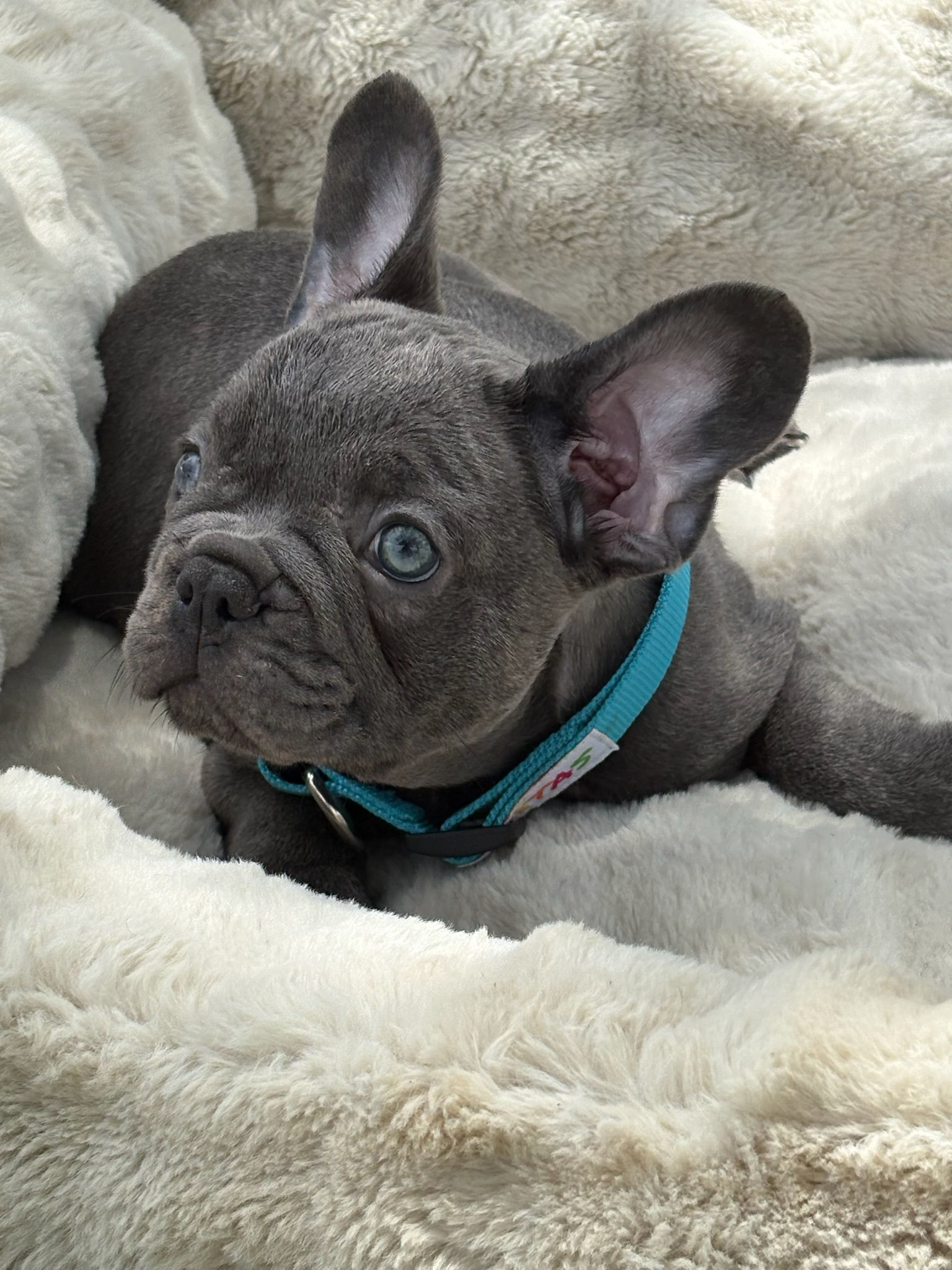 Blue Male - Ham 