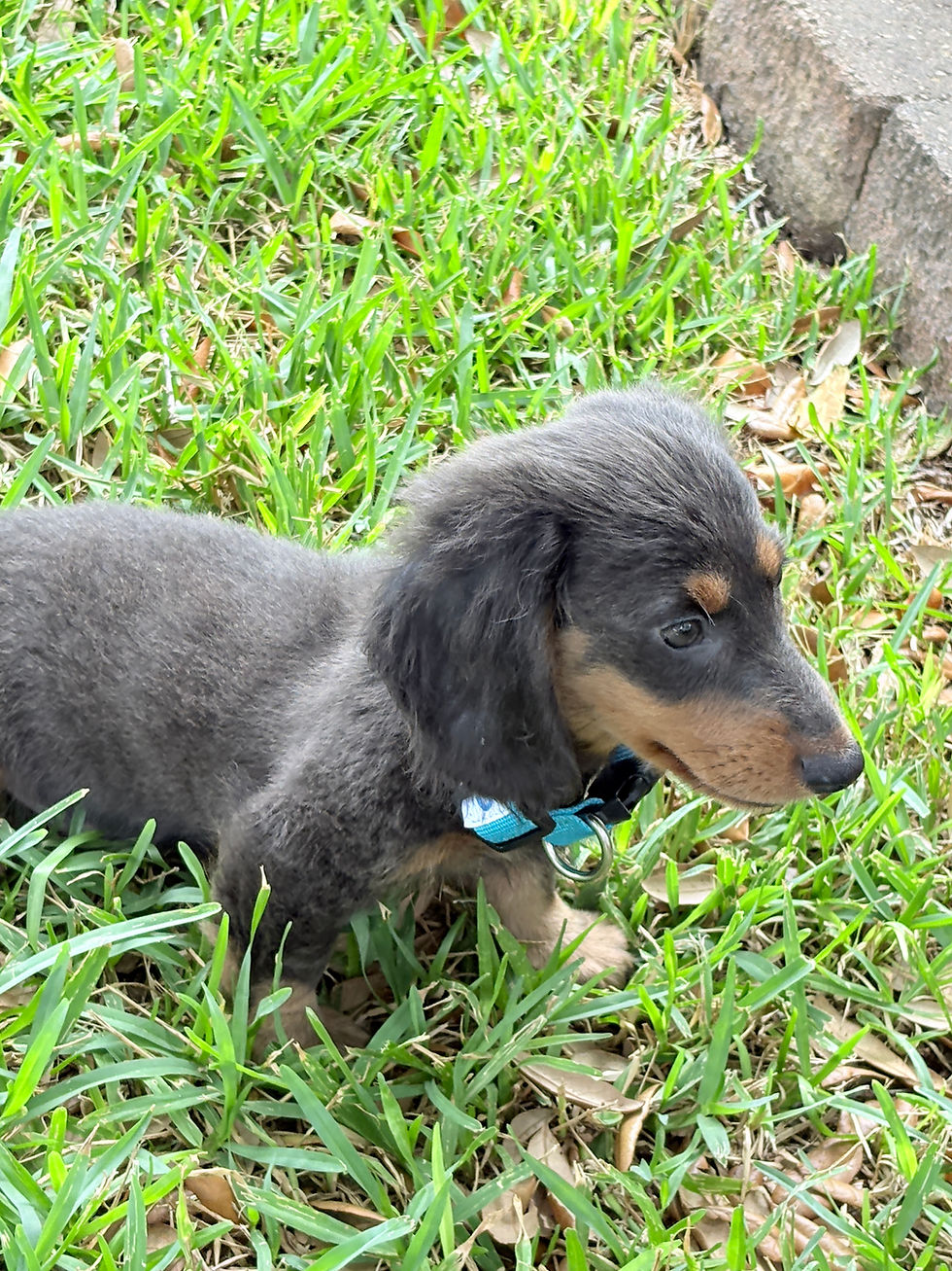 Thumbnail: Mini Dachshund male blue and tan long haired - Tommy