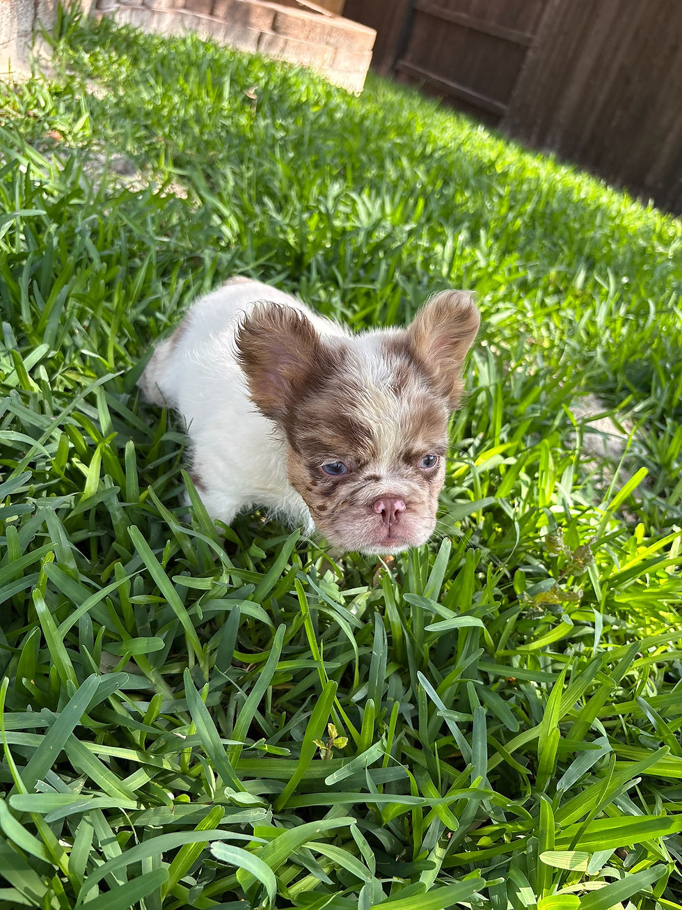 Thumbnail: Fluffy choco & tan pied merle - Dex