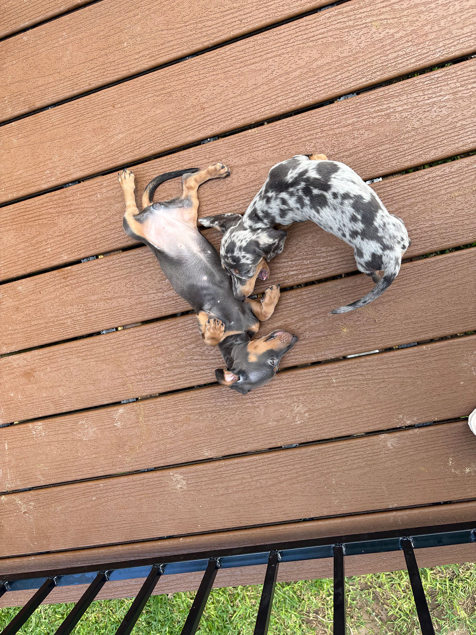 Thumbnail: Mini Dachshund blue tan female - Layla