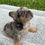 Thumbnail: Fluffy lilac & tan merle male - Sandro